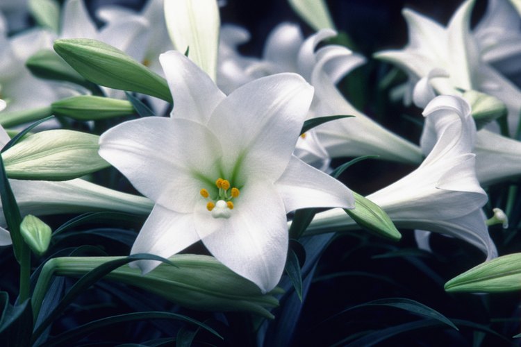 Flor del género Lilium.