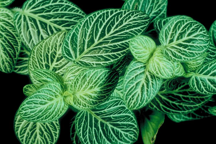 Una Fittonia con venas blancas.