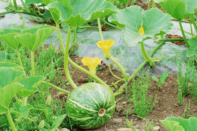 Elimina manualmente las malas hierbas para controlarlas de invadir las plantas de sandía.
