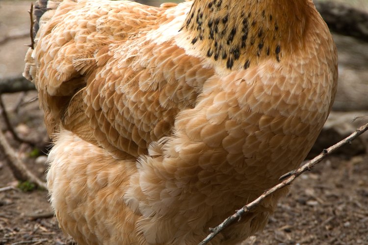 Para un perro, una gallina es una presa potencial.
