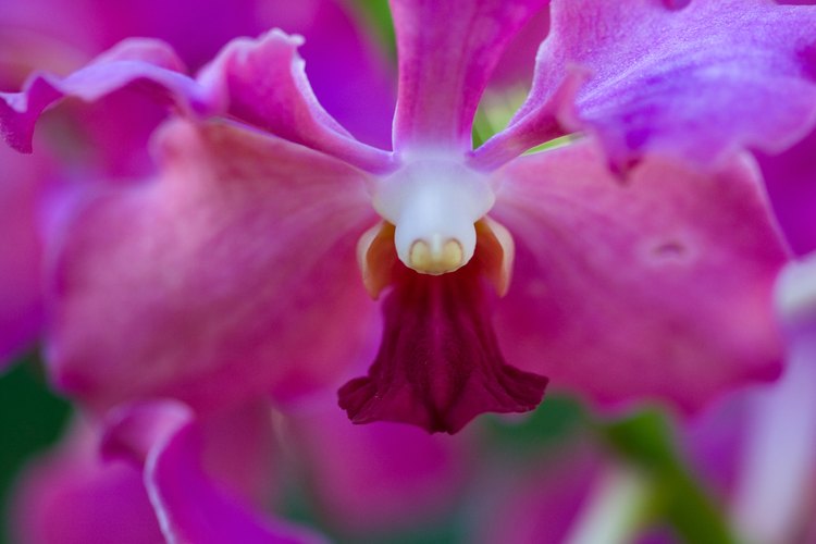Una orquídea vista de cerca.