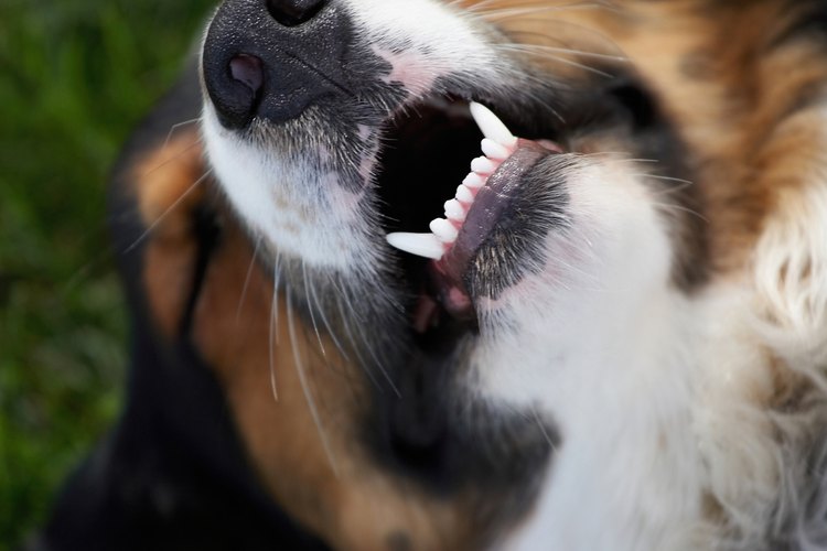 Limpia regularmente los dientes de tu perro.