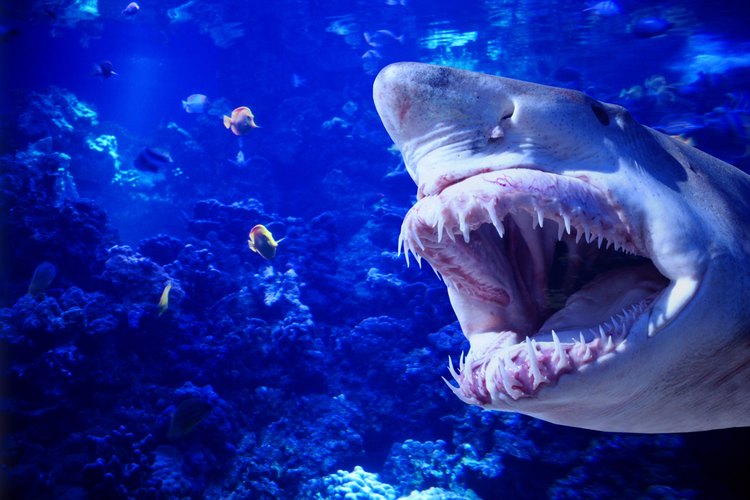 Los tiburones salían por los mares carboníferos en busca de comida más de lo que lo hacen hoy en día.