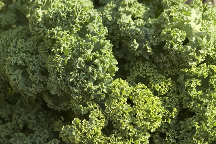 La familia de los repollos (crucíferas) contiene un número de vegetales populares.