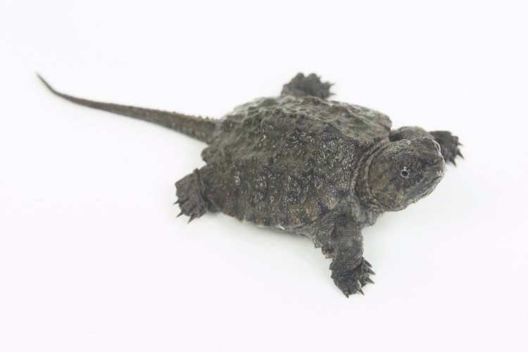 Algunas especies de tortugas muerden.