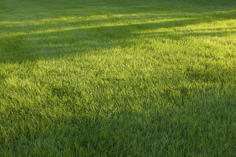 ¿Cuál es la mejor temperatura para aplicar Roundup?
