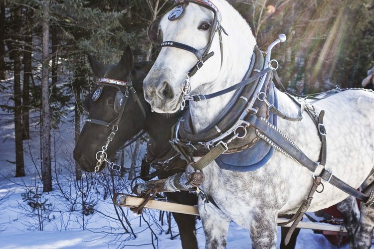 Las manchas de estiércol son más evidentes en los caballos blancos o de color claro.