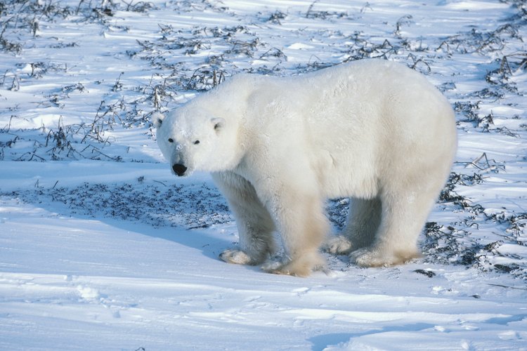 Los osos polares son de los animales más afectados.