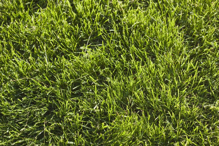 Cada rizoma, que crece lateralmente de la planta madre, desarrolla su propio sistema de crecimiento por encima y debajo de la tierra.