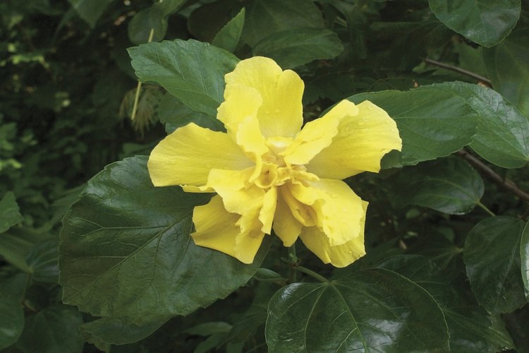 Las hojas del hibisco se conservan verdes cuando las condiciones de cultivo no cambian.