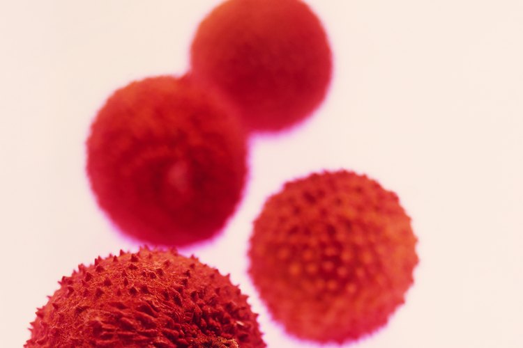 Los frutos son de forma ovalada a redonda con considerables protuberancias en la superficie.