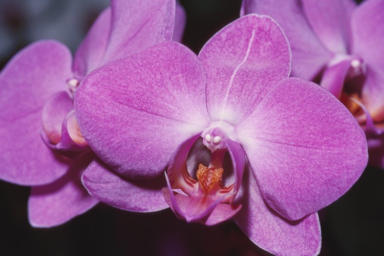 La flor de la orquídea mariposa se parece a una mariposa en vuelo.