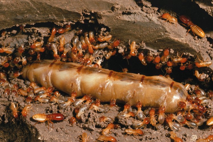 Las colonias de termitas comen las 24 horas del día.