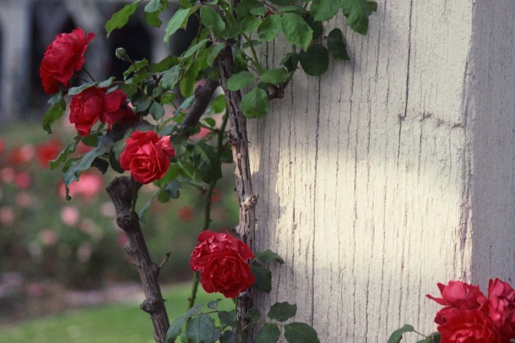 Los conejos harán una comida con tus rosas, especialmente durante el invierno.