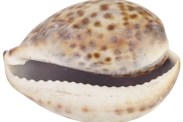 Existe una variedad de conchas cauri.