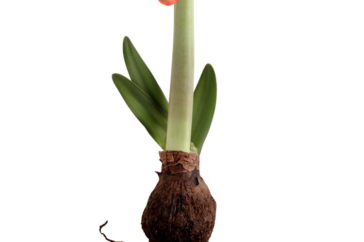 Los amarilis florecen después de que el bulbo atraviesa una latencia fría y seca.