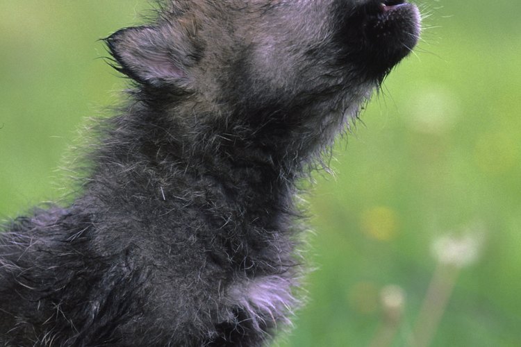 Los perros y los lobos tienen un maquillaje similar.