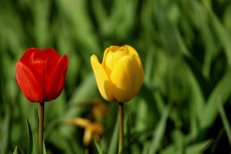 Los tulipanes vienen en una variedad de colores.