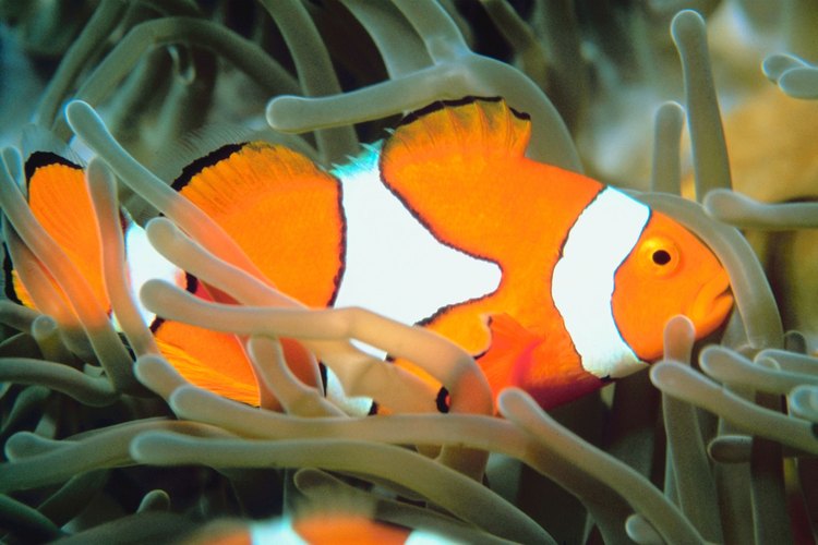 Debido a su pequeño tamaño, los peces payaso son presa de los animales más grandes bajo el agua.