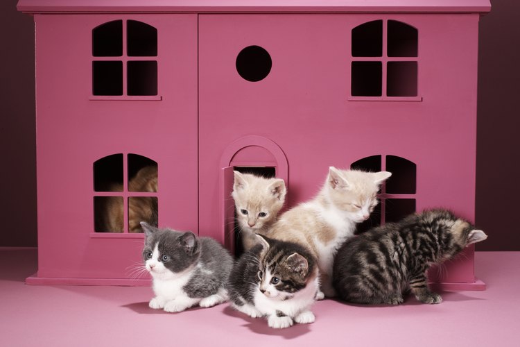 Esterilización y cuidados preventivos.