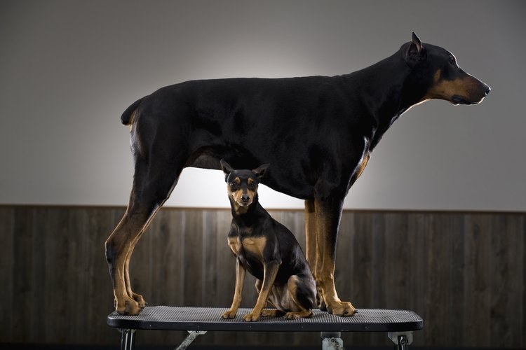 Hay muchos tipos diferentes de dóberman pinscher.