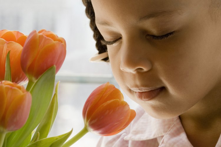 Muestra tulipanes a estudiantes de kindergarten ya que las piezas grandes de la flor son fáciles de identificar.