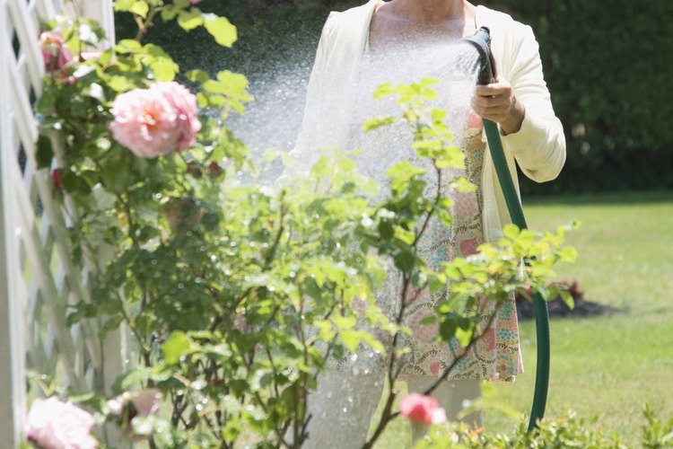 Trata a tus plantas con jabón insecticida.