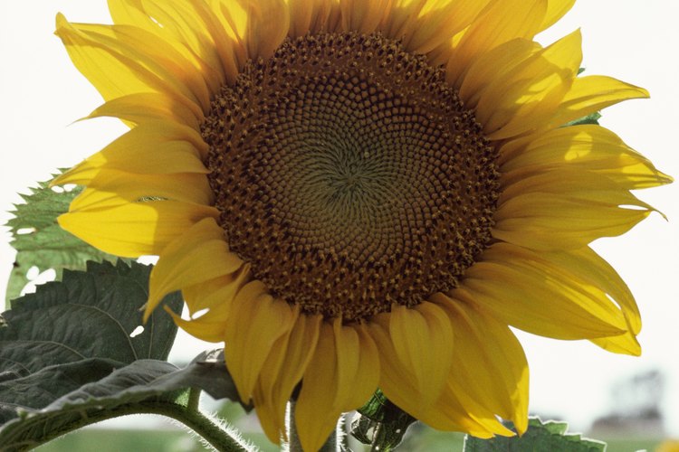 Los alegres girasoles son una fuente importante de alimento.