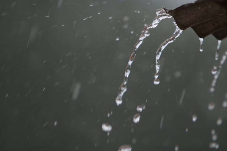 Acopia el agua de lluvia para aprovecharla en usos domésticos o para el riego del jardín.