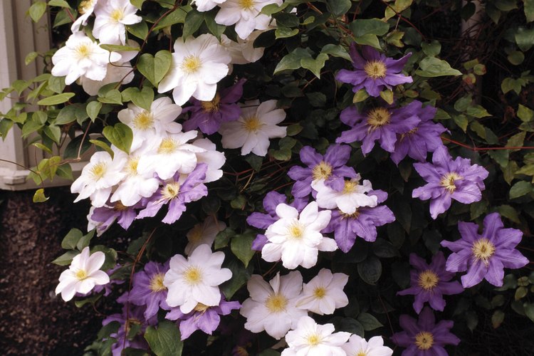 La clematis es una planta trepadora que crece en un enrejado.