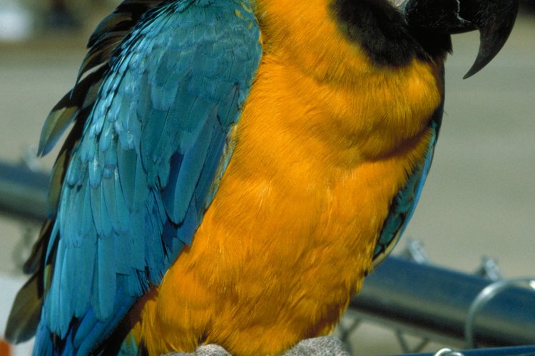 Los guacamayos azul y amarillo son aves extremadamente inteligentes. Pueden aprender trucos y adquirir un amplio vocabulario.