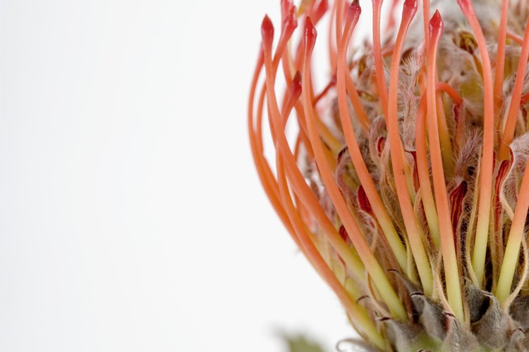 Los conservacionistas tratan de preservar la diversidad de especies de plantas mediante la protección de los ecosistemas que contienen especies de plantas raras.