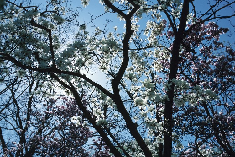 Los árboles de magnolia rara vez requieren poda, pero un recorte programado mejora su apariencia.