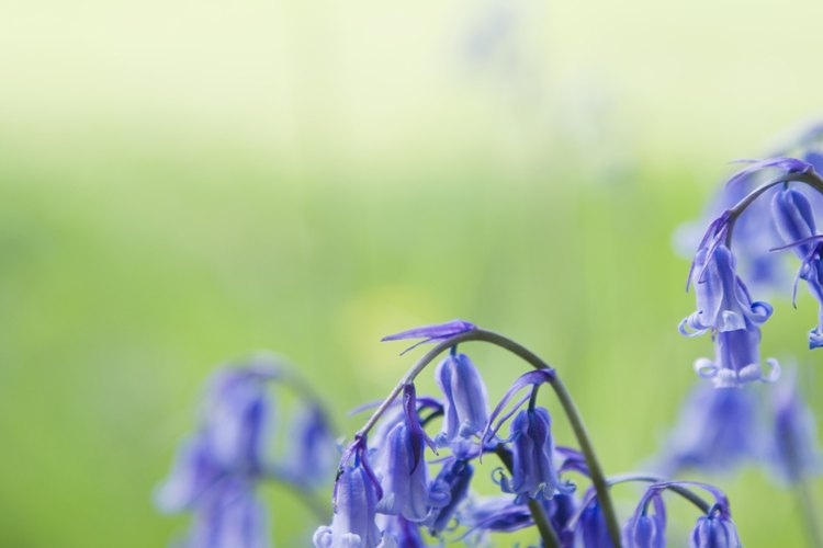 Las campanillas crecen en una variedad de formas y tamaños.
