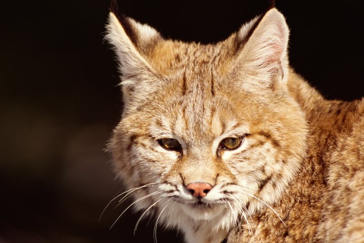 Los linces tienden a evitar el contacto humano.