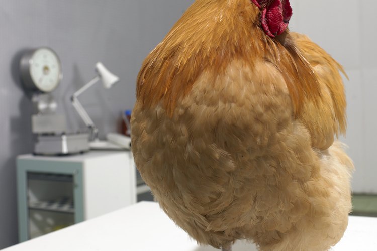 Pulgas en las gallinas.