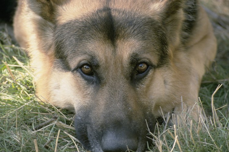 Revisea la piel de tu perro con frecuencia en busca de garrapatas y verrugas para mantenerte al día con su salud.