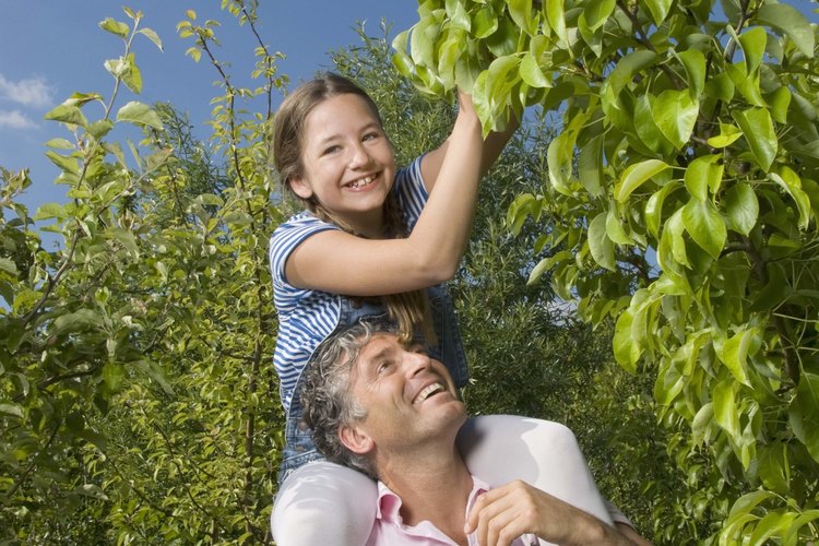 La temperatura de enfriamiento es tan importante como la temperatura cálida en el desarrollo de árboles y plantas.
