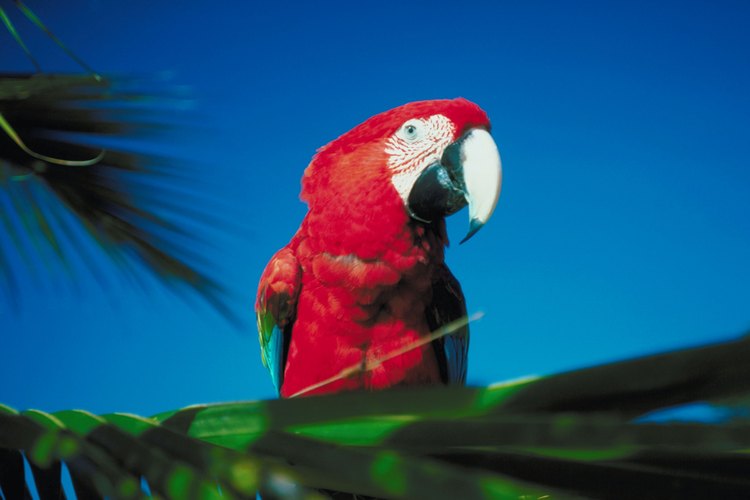 El clima de la selva es tropical y húmedo.