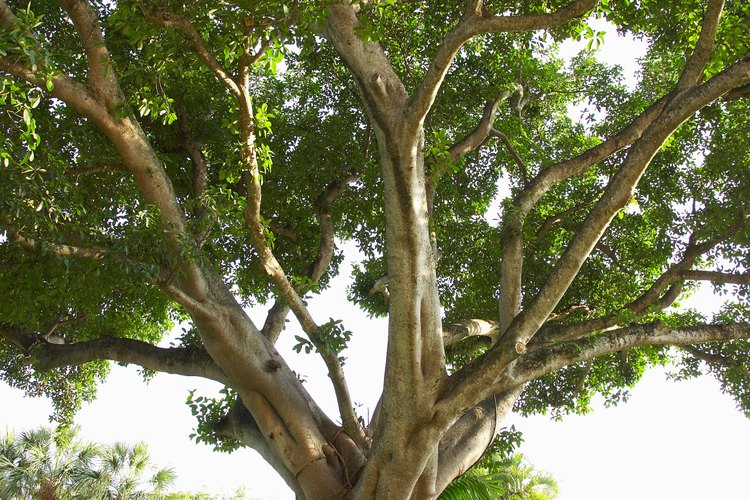 Los árboles de ficus religosa tienen raíces nudosas distintivas.