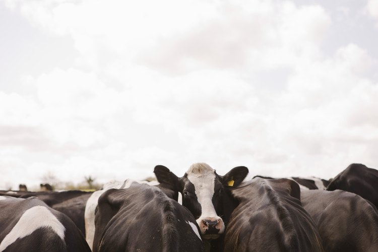 Los lugares de pasturas para ganados pueden tener un severo impacto en la calidad del suelo de las áreas circundantes.