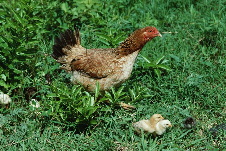 Hacer el alimento para pollos puede ayudarte a ahorrar.