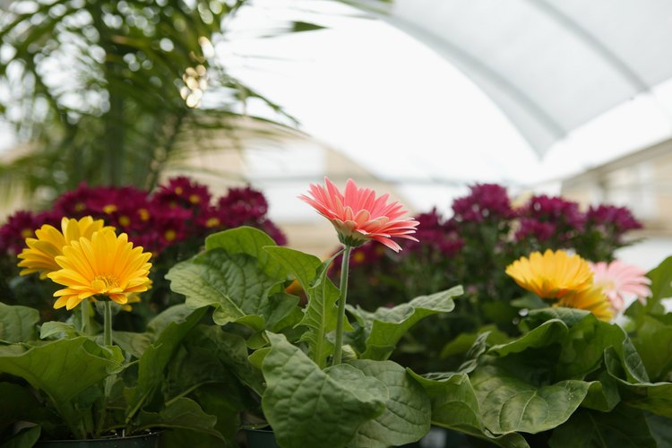 Las margaritas yerberas comparten muchas características con otras plantas.