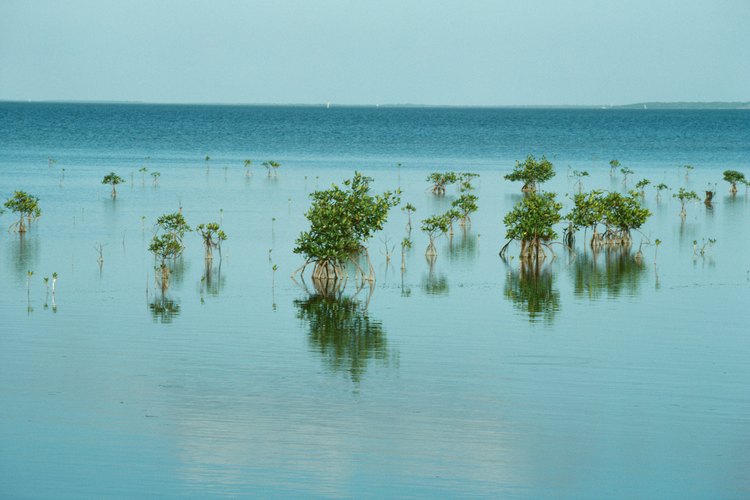 Manglar manzana.