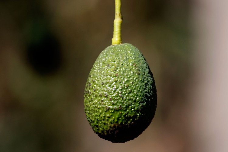 Realiza una prueba de pH del suelo.