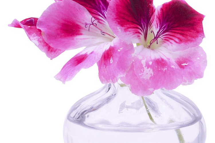Estas flores quieren decir "estás en mis pensamientos".