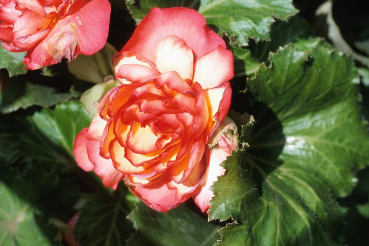Las begonias vienen en un solo color o en variedades bicolores.
