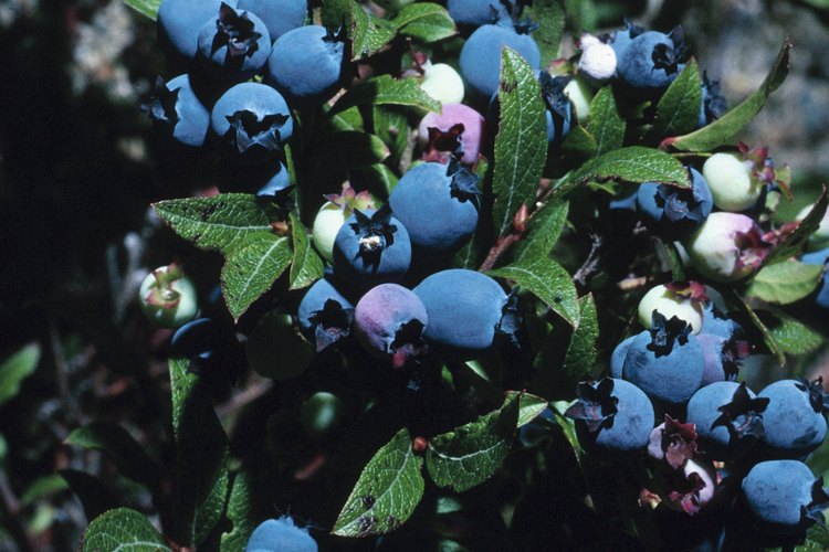 El nombre científico de los arándanos es Vaccinium corymbosum.