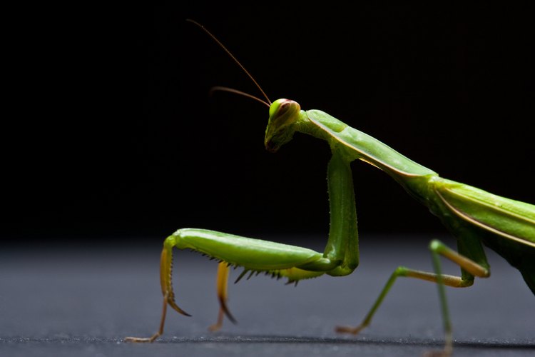 La mantis religiosa se parece a muchos alienígenas de ciencia ficción.