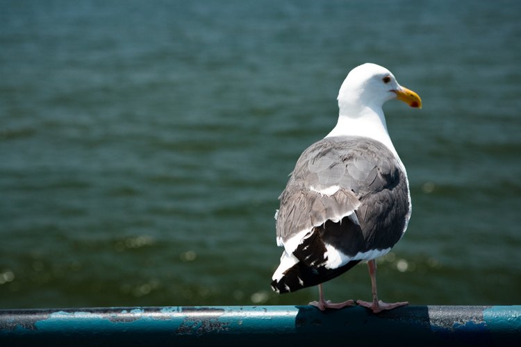 Algunos tipos de gaviotas tienen picos amarillos.